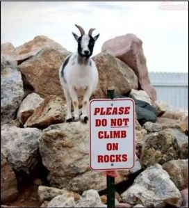 goat rocks
