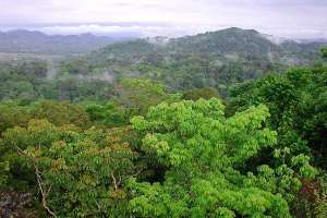 Rain Forest-2 (Canopy Tower)